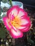 Hula Hoop rose photo