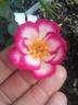 Hula Hoop rose photo
