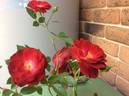 Magic Dragon rose photo