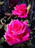 Smell Me rose photo