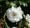 White Fairy rose photo