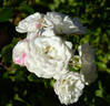 White Fairy rose photo