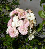 White Fairy rose photo