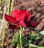 Le Rouge et le Noir rose photo