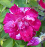 Stefanie Gachot rose photo