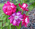 Stefanie Gachot rose photo