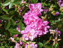 Pompon de Paris rose photo