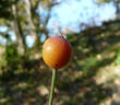 Pompon de Paris rose photo