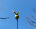 Pompon de Paris rose photo