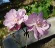 Pompon de Paris rose photo