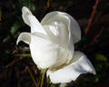 Argental rose photo