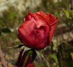 Merveille de Gien rose photo