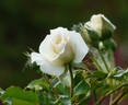 Niso Fumagalli rose photo