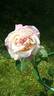Marie van Houtte rose photo
