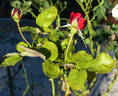 Samantha ® rose photo