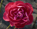 Samantha ® rose photo