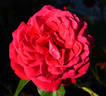 Samantha ® rose photo