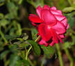 Samantha ® rose photo