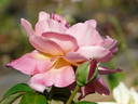 Tapestry rose photo