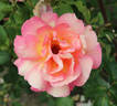 Tapestry rose photo
