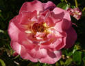 Tapestry rose photo