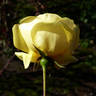 Emil Nolde rose photo
