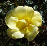 Emil Nolde rose photo