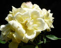 Emil Nolde rose photo