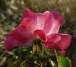 UNICEF-Rose rose photo