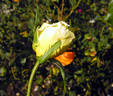 Épidor ® rose photo