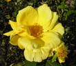 Épidor ® rose photo