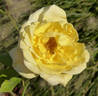 Épidor ® rose photo