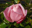 Freiherr von Marschall rose photo