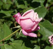 Freiherr von Marschall rose photo