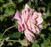 Freiherr von Marschall rose photo