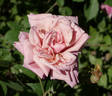 Freiherr von Marschall rose photo