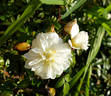 Snow Carpet ® rose photo