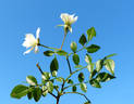 Snow Carpet ® rose photo