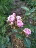 Madame François Graindorge rose photo