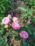 Madame François Graindorge rose photo