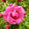 Rody ® rose photo