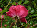 Rody ® rose photo