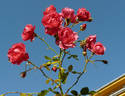 Rody ® rose photo