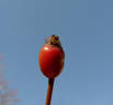 Rody ® rose photo