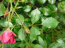 Rody ® rose photo
