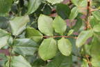 Edmond Deshayes rose photo
