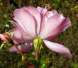 Andromeda ® rose photo