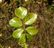 Andromeda ® rose photo
