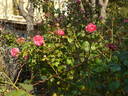 Petal Pushers ™ rose photo