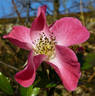 Cumbaya ® rose photo